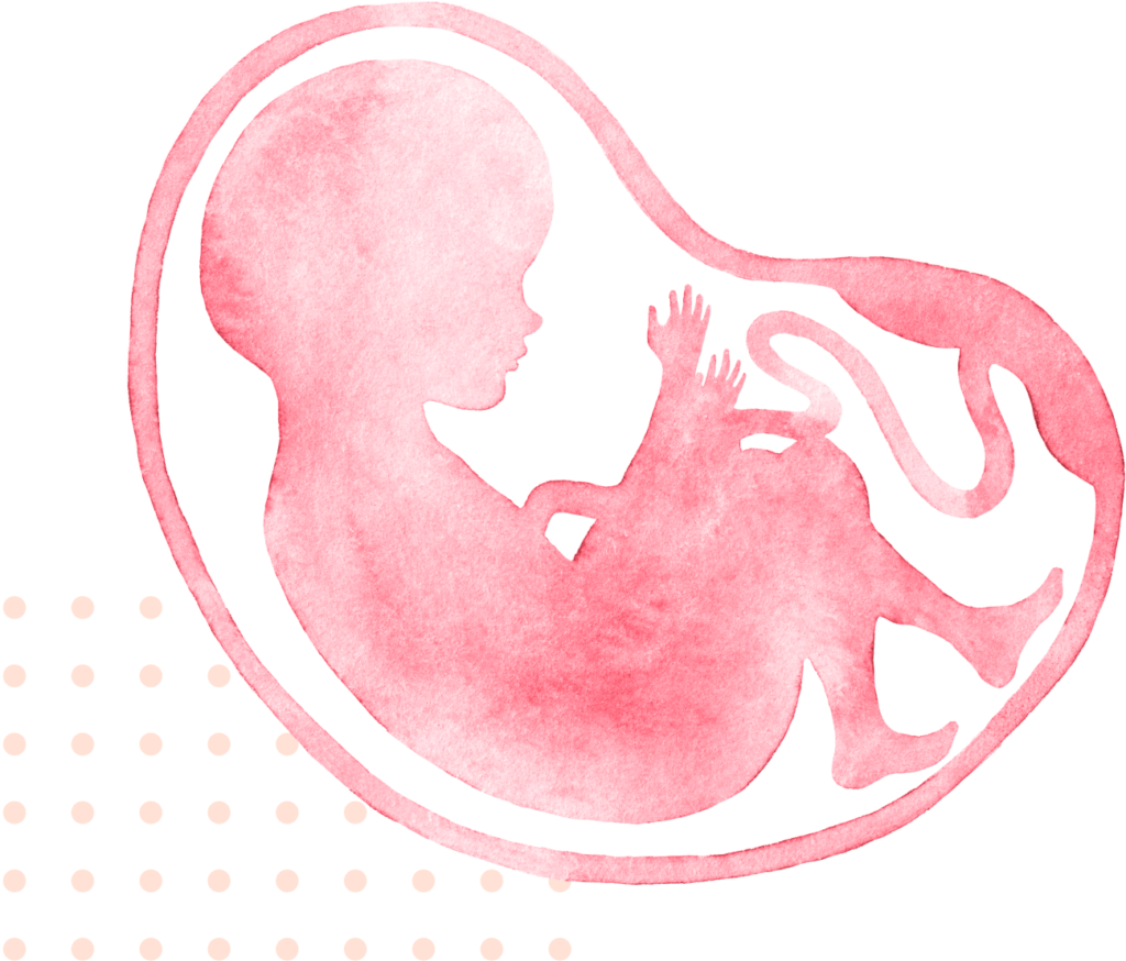 Fetus in womb